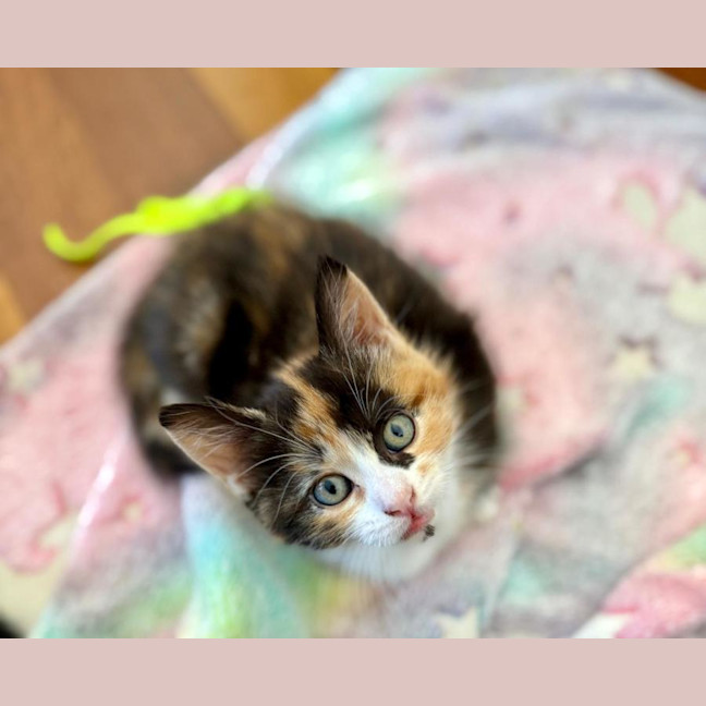 Photo of Sienna 🌷