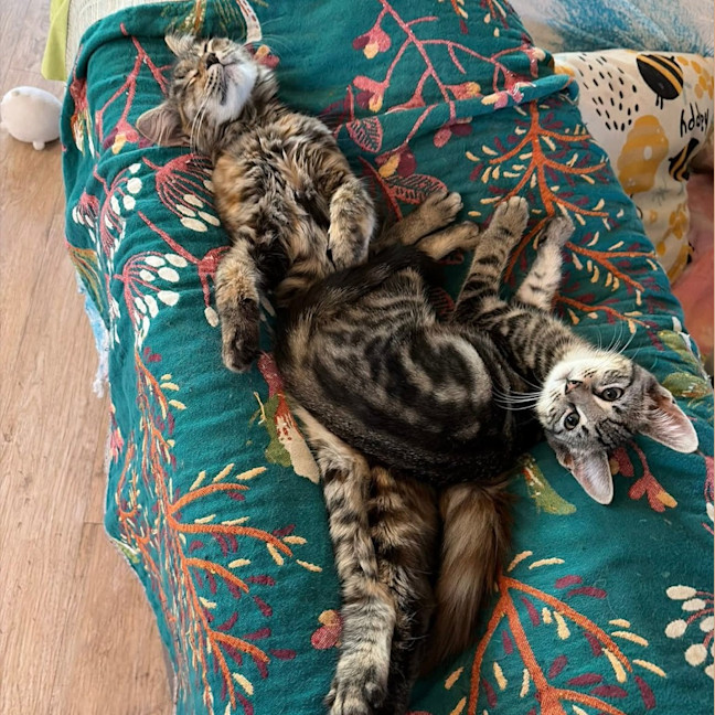 Photo of Nutmeg