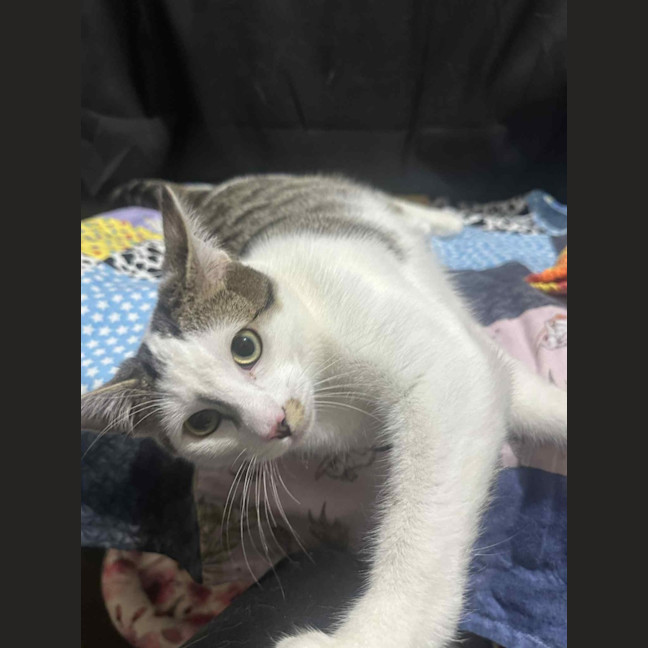 Photo of Affectionate Ash