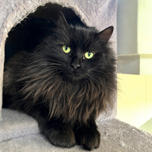 Photo of Figgy
