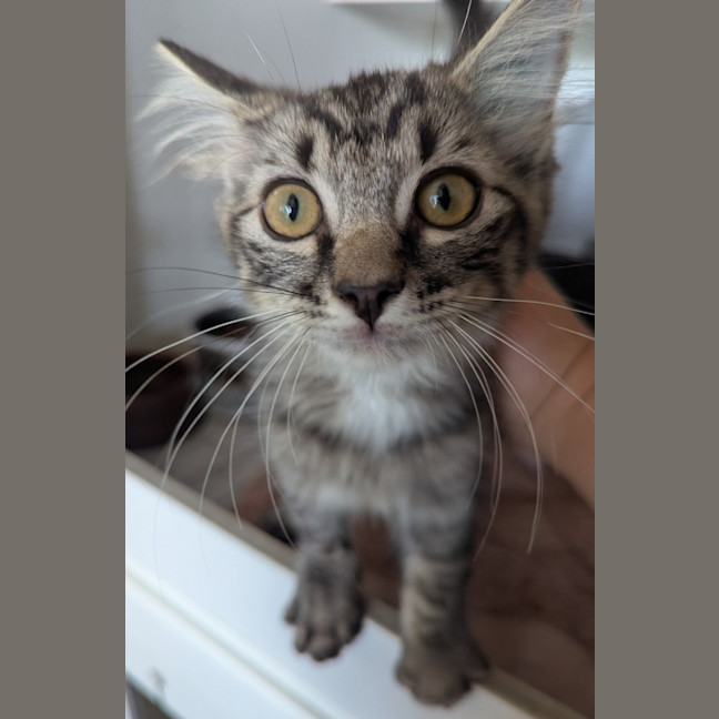 Photo of Seaberry Delight