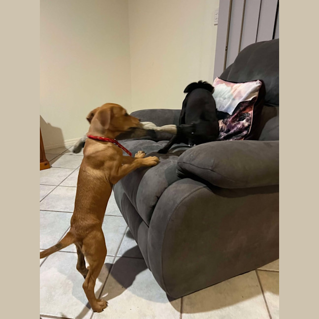 Photo of Honey
