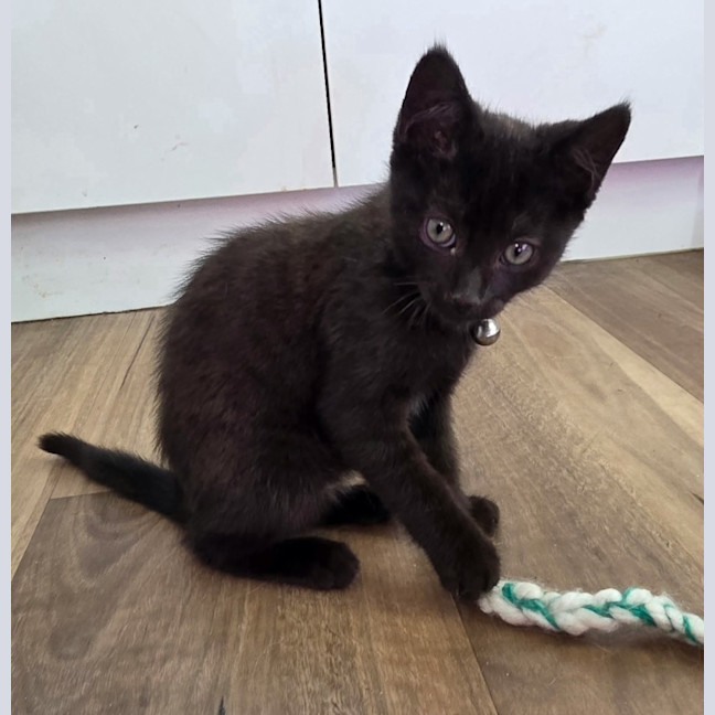 Photo of Seed * 9 Lives Project Rescue*