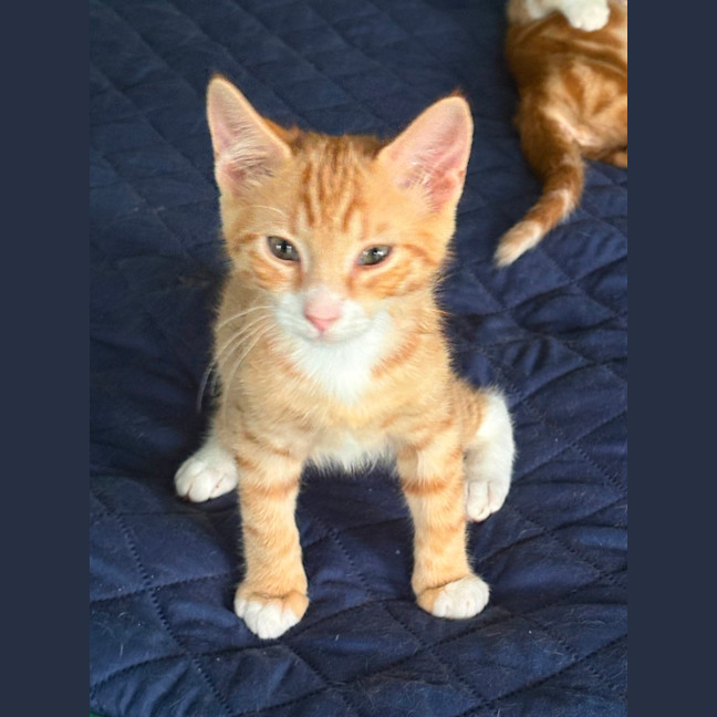 Photo of Louis V