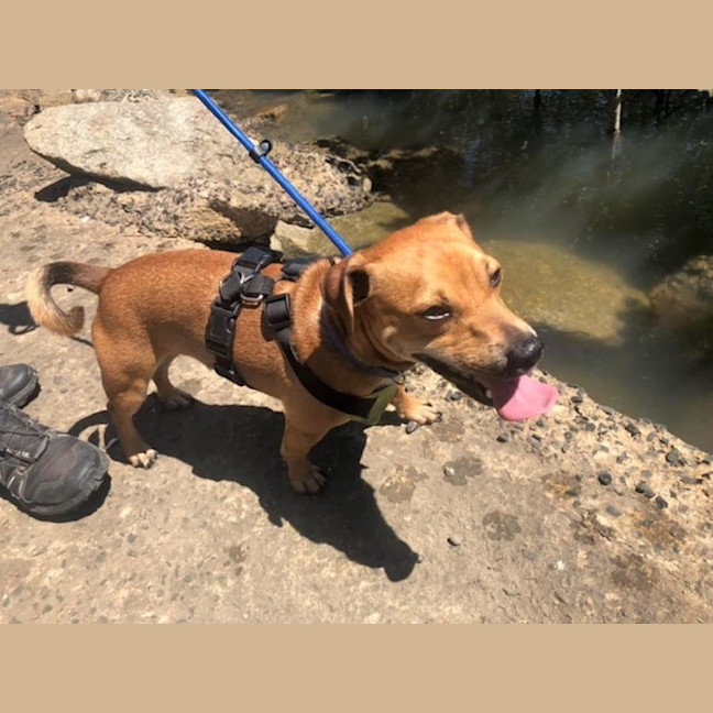 Photo of Ginger Meggs