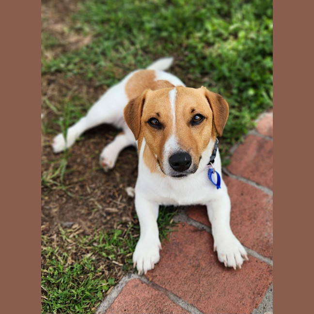 Photo of Snuggles   11 Month Old Jack Russell 