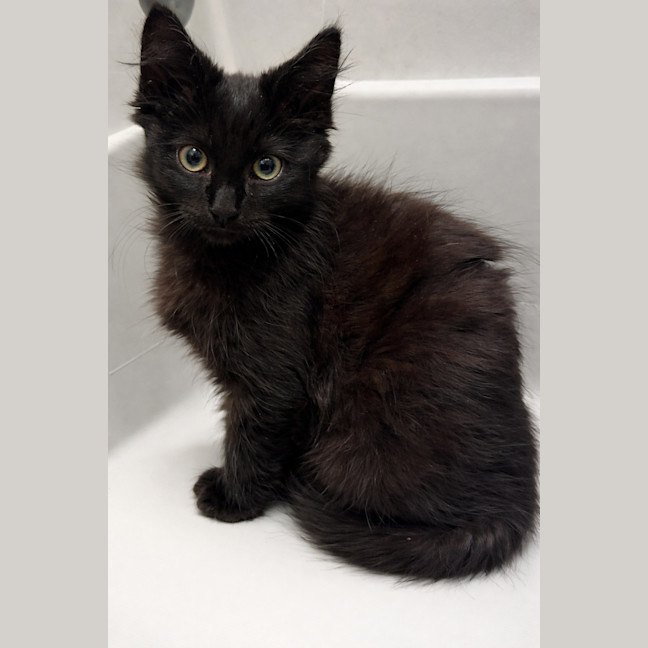 Photo of Salem *9 Lives Project Rescue*