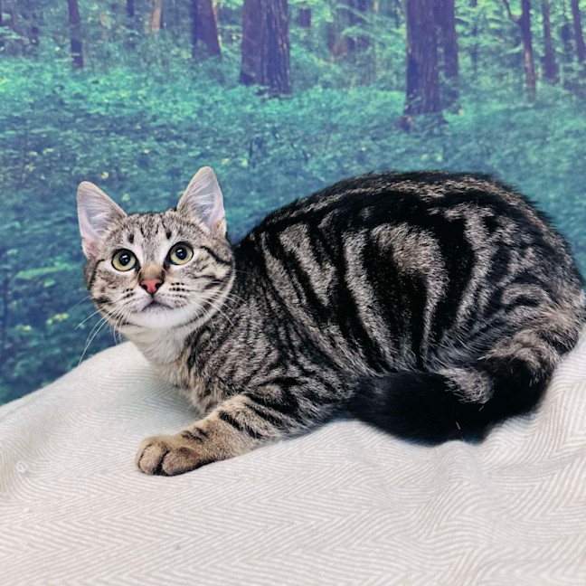 Photo of Bobby   Located In Preston