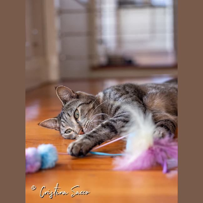 Photo of Missy