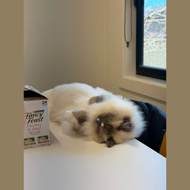Photo of Merrkitty