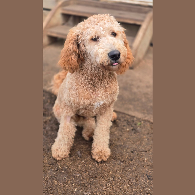 Photo of Milo