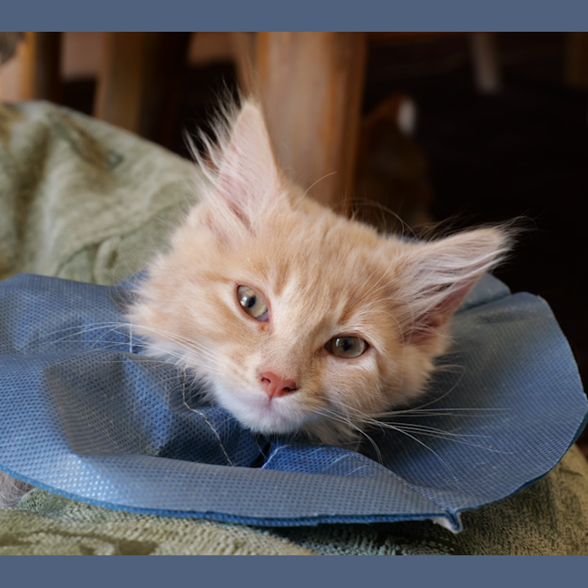 Photo of Daisy (Was Bonnie )