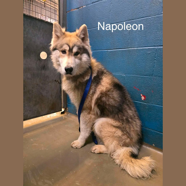 Photo of Nala & Napoleon 