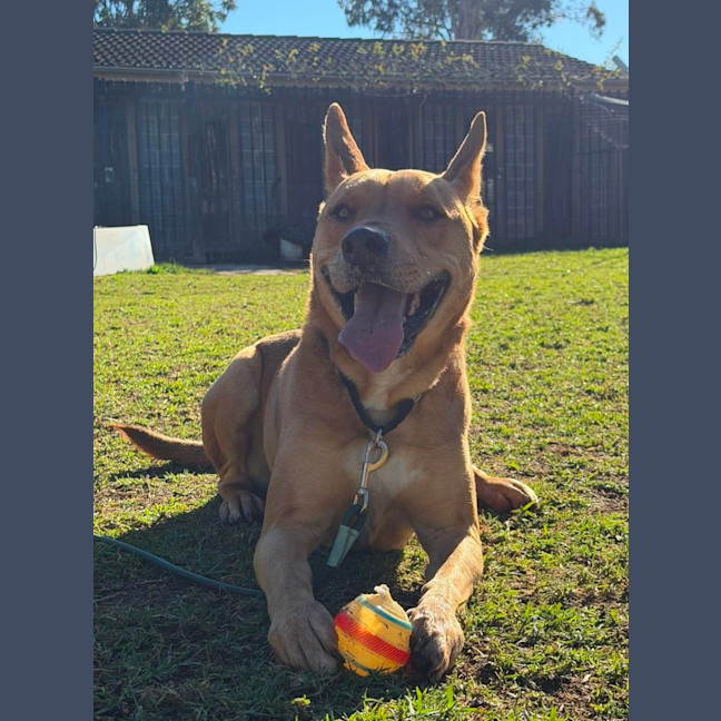 Photo of Ollie