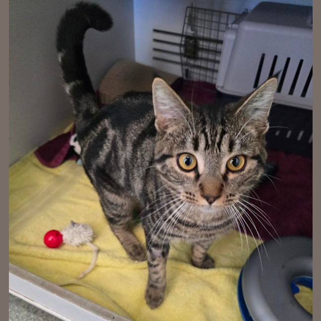 Photo of Prawn *Meet Me At Pet Stock Birkenhead Point*