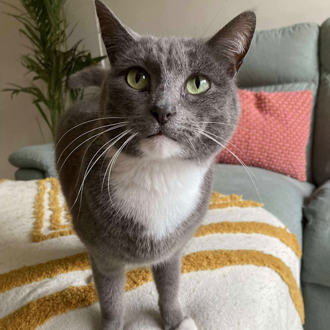 Photo of 🎀🪿Goose🪿🎀