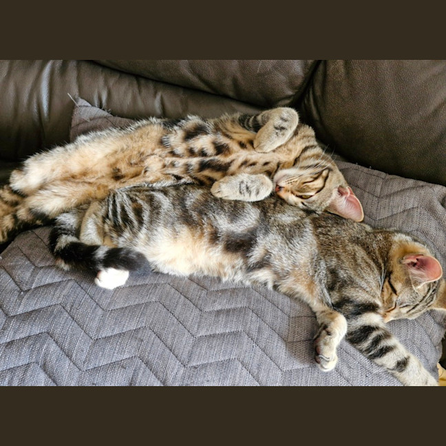 Photo of Sailor And Sari