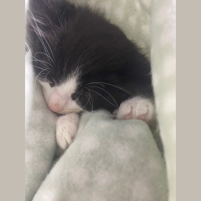 Photo of Bear Sanderson