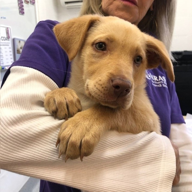 Photo of D1182 Charlie