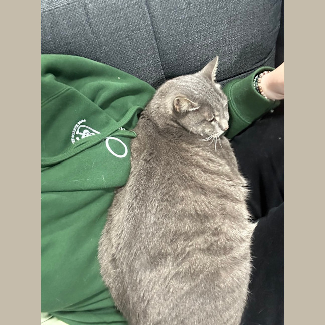 Photo of Donut