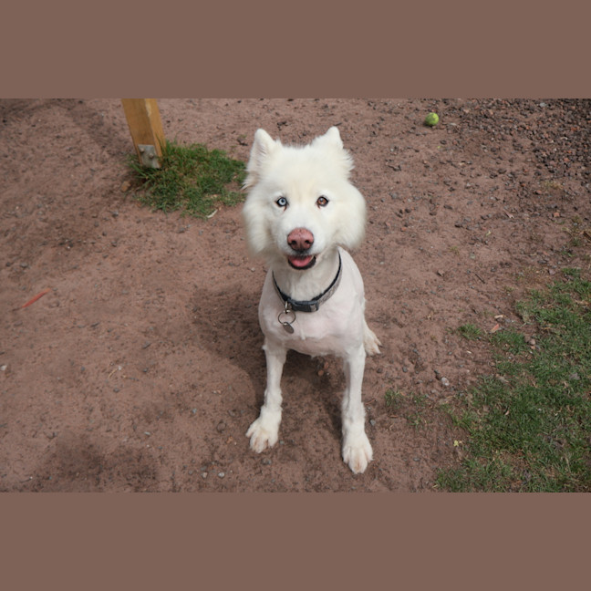 Photo of Lucky