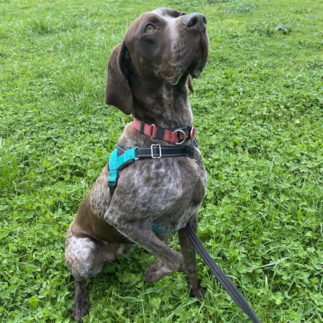 Photo of Sheba