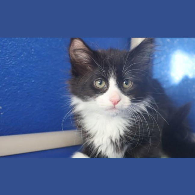 Photo of Sundae