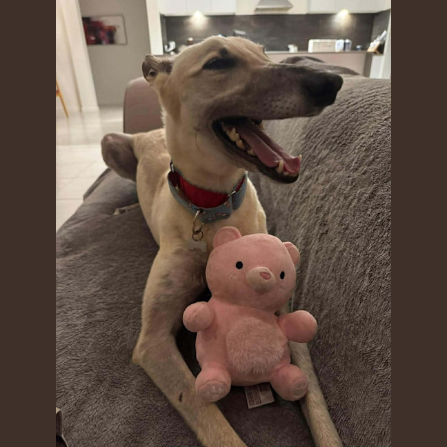 Photo of Orana The Greyhound