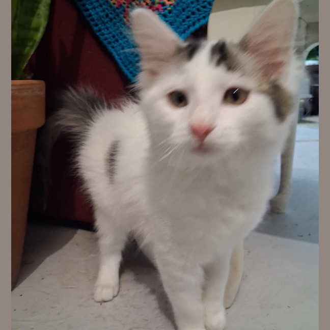Photo of Spots