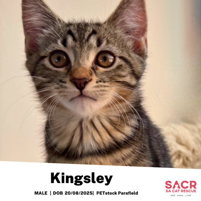 Photo of Kingsley