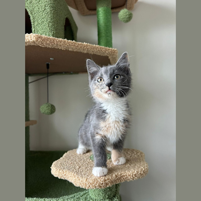 Photo of Peanut 🥜