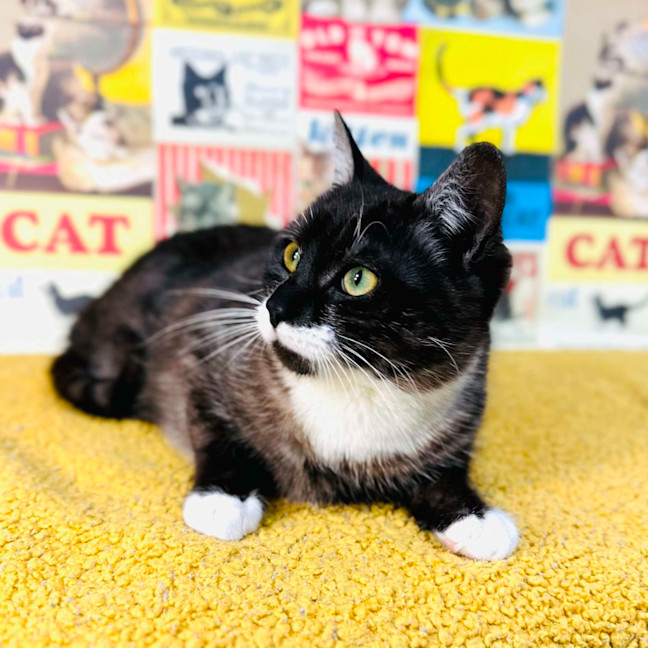 Photo of Henson   Located In Preston