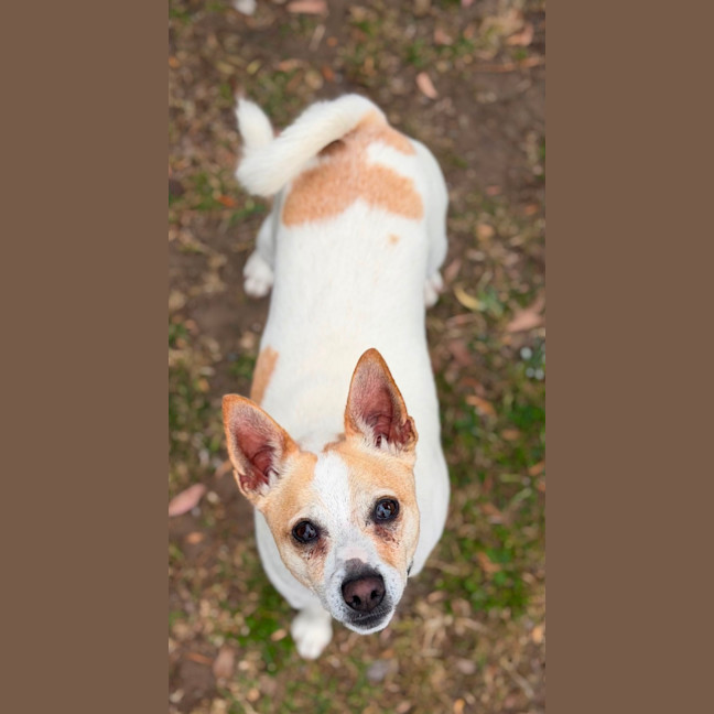 Photo of Stumpy 