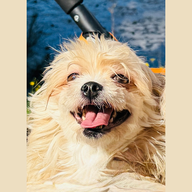 Photo of Maggie   4 Year Old Shih Tzu X