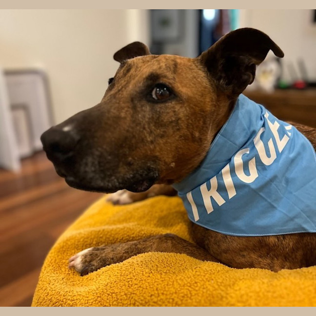 Photo of Trigger