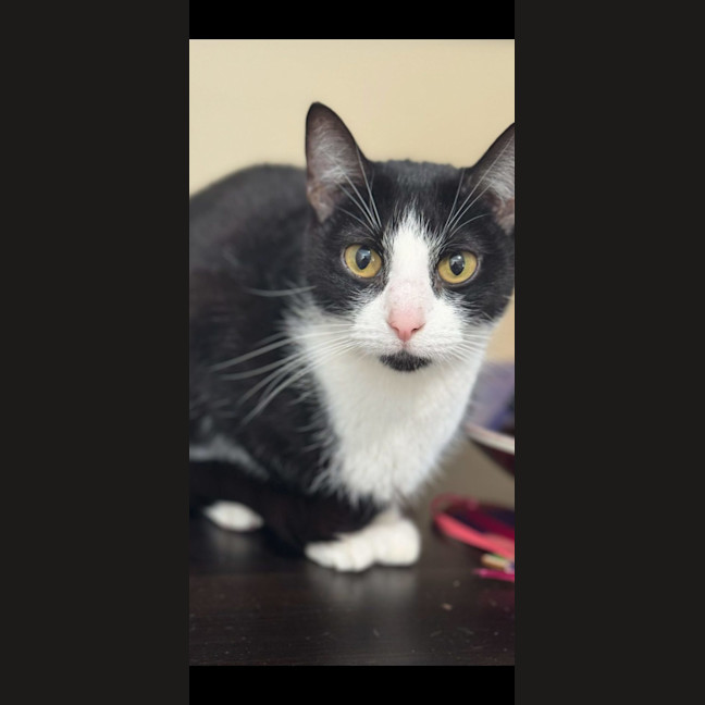 Photo of Rosie   Available At Pet Quarters Morisset