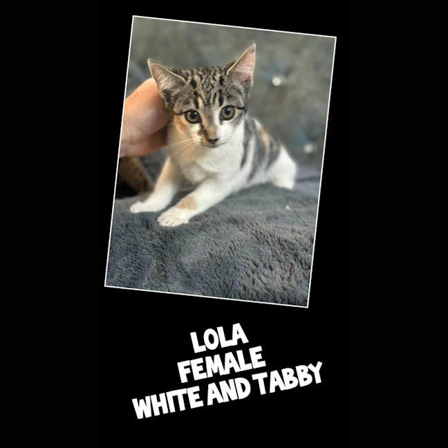 Photo of Lola* 9 Lives Project Rescue
