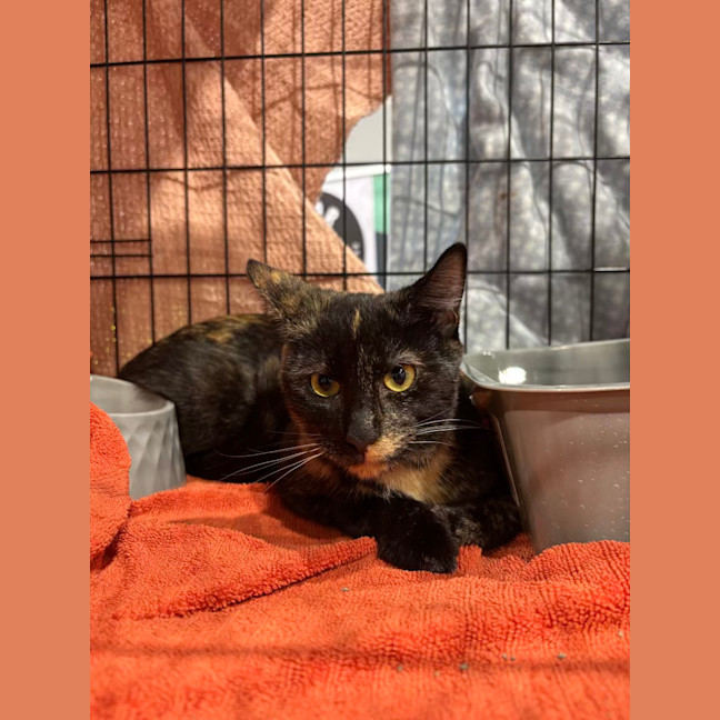 Photo of Penelope
