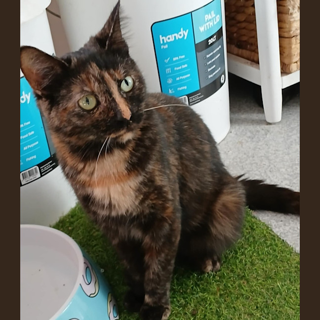 Photo of Meowlette* 9 Lives Project Rescue*