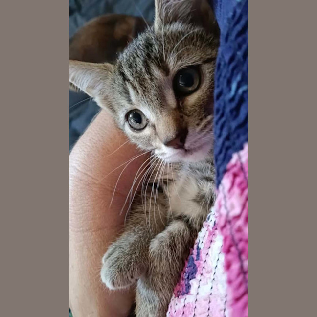 Photo of Tommy