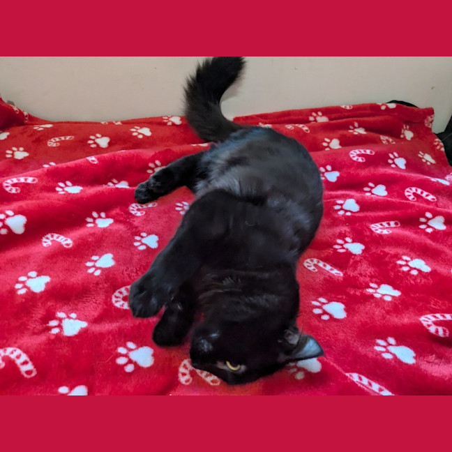 Photo of Biscuit 