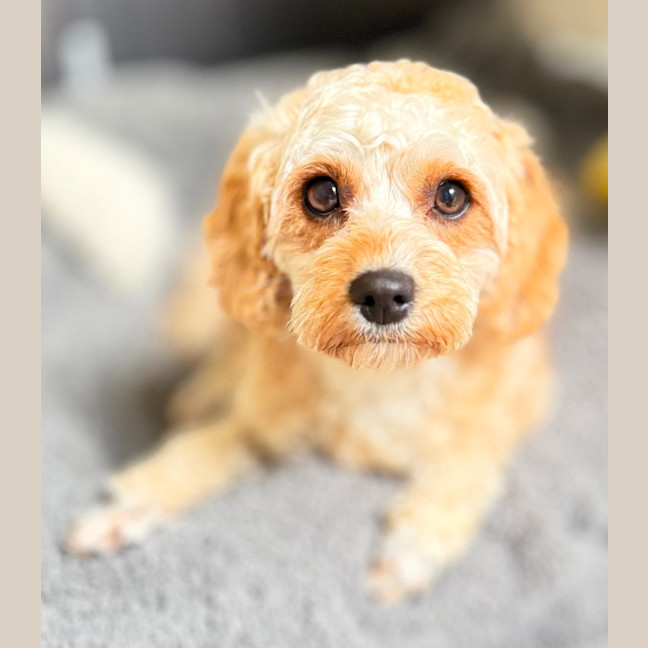 Photo of Luna