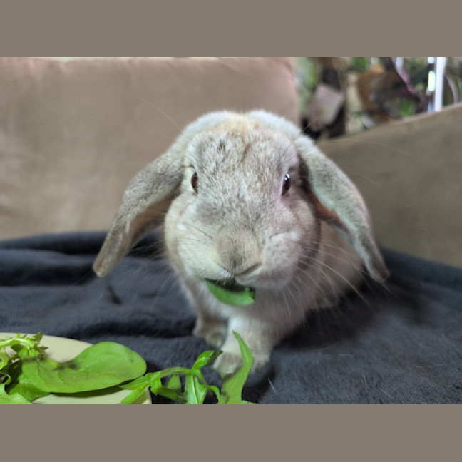 Photo of Tim Tam