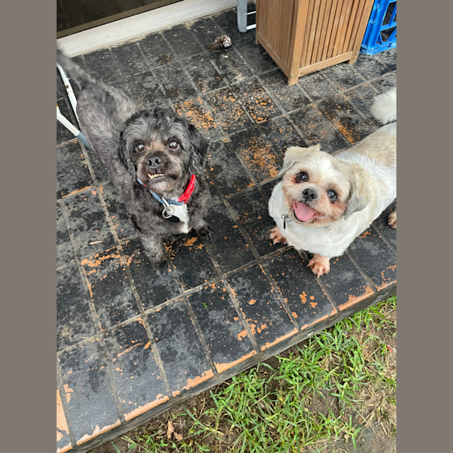 Photo of Coco And Nero   Bonded Pair