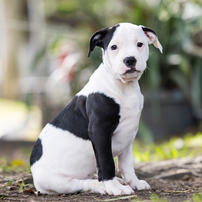 Photo of Patch