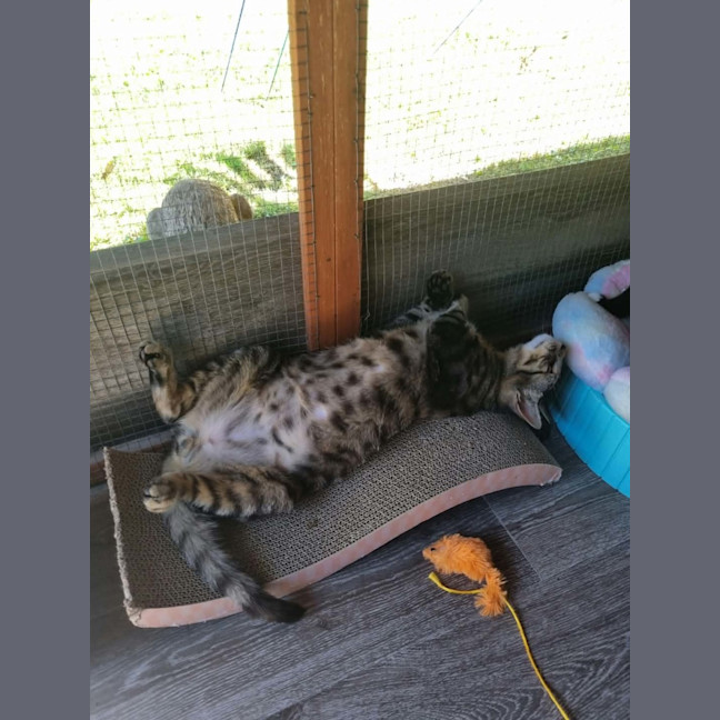 Photo of Flounder