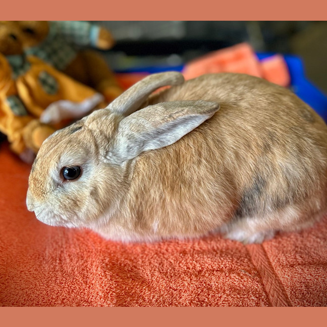 Photo of Big Red