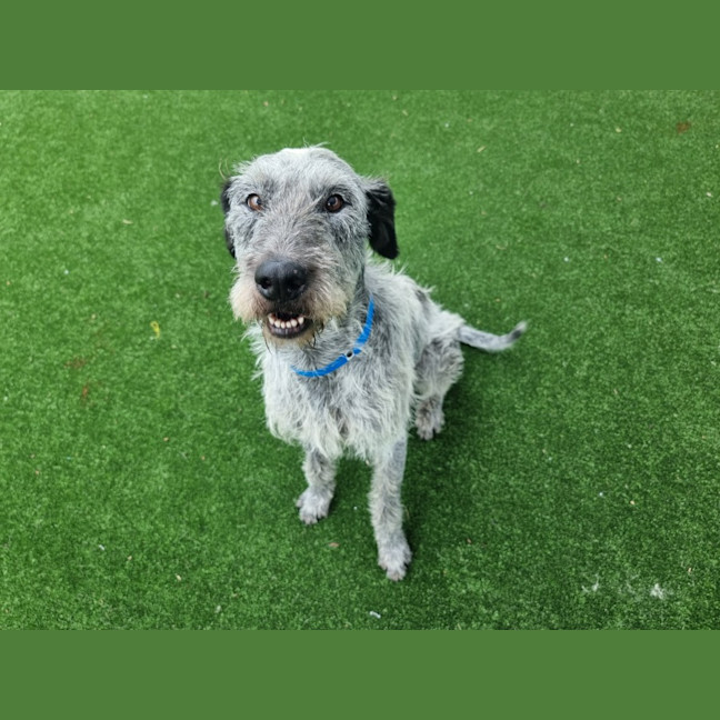 Photo of Bolt Imp 2485