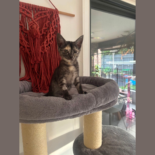 Photo of Matilda Meet Me@Petstock Hastings Store 17/5