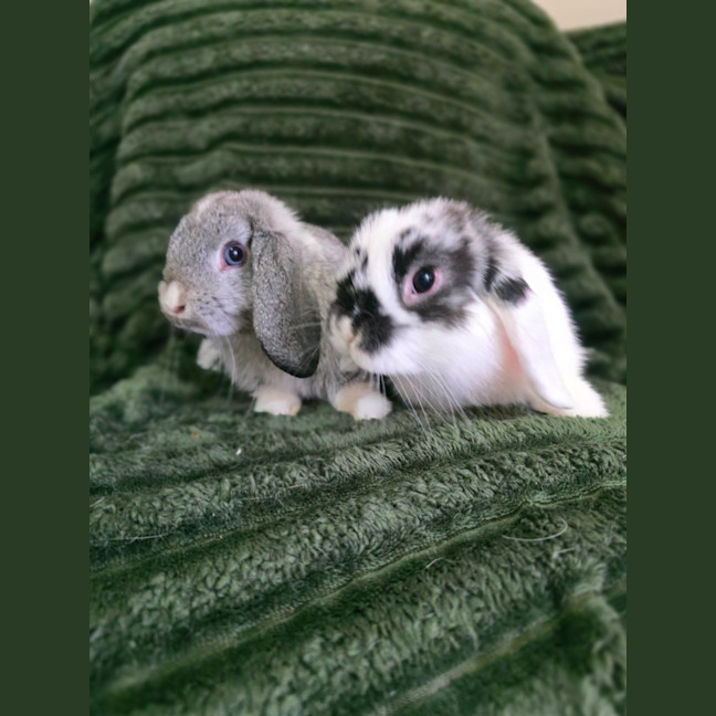 Photo of Puddles & Nimbus (Located In Wantirna South)